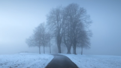Bare trees lining a straight road receding into heavy fog on snow-covered terrain.