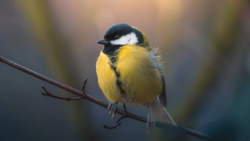 Great tit perched on a branch with yellow breast and black head markings.