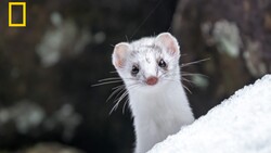 White ferret with pink nose on snow, looking directly at camera with dark blurred background.