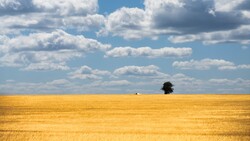 Solitary tree standing in a vast golden wheat field under a partly cloudy sky.