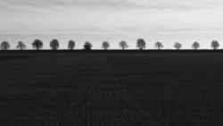 Row of bare trees silhouetted along the horizon above a dark plowed field under overcast sky.