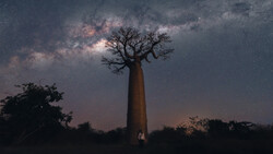Silhouetted baobab tree beneath the Milky Way galaxy at night.
