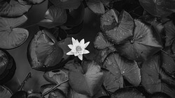 Single white water lily bloom surrounded by dark lily pads in black and white.