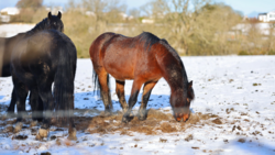 Two horses standing in snowy ground near water, one black and one bay-colored, with trees and buildings visible in background.