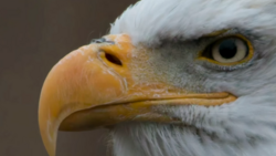 Close-up portrait of a bald eagle's head showing white plumage, curved yellow beak, and intense golden eye.