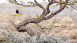 Four colorful birds perched on gnarled branches of a bare tree in an arid landscape.