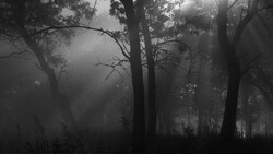 Misty forest with tall trees silhouetted against heavy fog in black and white.