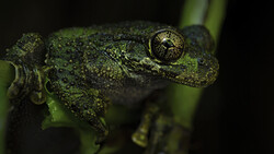 A green tree frog perched on a thin branch against a dark background.