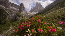 Vibrant pink flowers blooming in an alpine valley beneath three dramatic granite peaks.