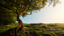 Gnarled tree with golden-hour sunlight illuminating its twisted trunk and canopy overlooking a rolling green hillside.
