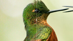 Hummingbird head shown split between blurred and sharp focus, demonstrating depth of field comparison.