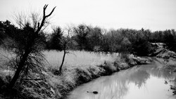Bare tree standing alone beside a still river with reedy banks and distant woodland in black and white.