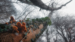 Orange fungi with green ivy growing on a gnarled tree branch against bare winter trees.