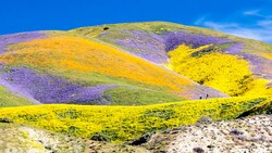 Rolling hillsides blanketed in vibrant yellow, purple, and orange wildflowers under clear blue sky.