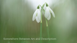 Two delicate white snowdrop flowers with drooping petals on green stems against a soft, blurred green background.