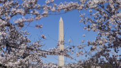 Washington Monument framed by blooming cherry blossom branches against clear blue sky.