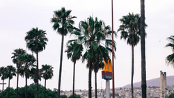 Tall palm trees framing a cityscape with mountains in the background and a commercial sign visible among the vegetation.