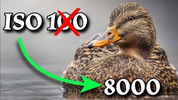 Infographic comparing ISO settings with a duck floating on water.