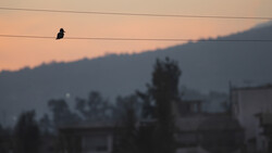 Bird perched on power line at dusk with blurred cityscape and mountains in background