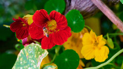 How Does the NIKKOR Z MC 105mm f/2.8 VR S Macro Lens Fare for Flower Photography?
