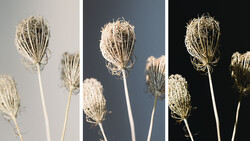 Dried seed pods photographed against three different backgrounds showcasing lighting variations