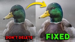 Comparison graphic showing mallard duck head with color correction adjustment applied.