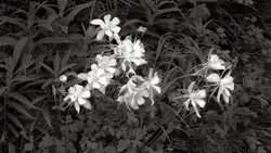 Black and white photograph of clustered white flowers among dark foliage