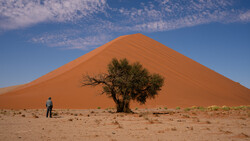 Lone figure standing before massive rust-colored sand dune with gnarled tree in desert landscape