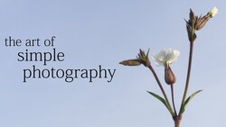 Graphic with text reading 'the art of simple photography' alongside delicate white flowers with buds against a soft blue background