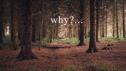 Forest path lined with tall trees and brown pine needles, with text overlay reading "why?..."