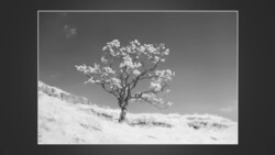 Solitary gnarled tree with sparse foliage on desert hillside in black and white
