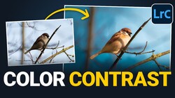 Comparison graphic showing color contrast enhancement of a bird photo in Lightroom