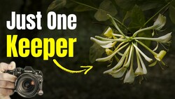 Graphic overlay showing delicate white flowers with yellow arrow pointing to text 'Just One Keeper' and DSLR camera held in hand