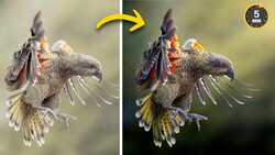 Side-by-side comparison of eagle in flight showing color grading differences