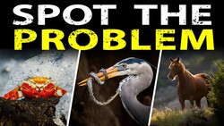 Graphic with text 'SPOT THE PROBLEM' featuring three wildlife photographs: a red crab, a heron with a snake, and a brown horse