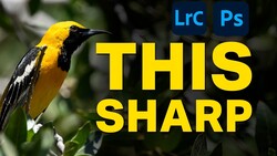Graphic overlay showing a yellow and black hummingbird with Lightroom and Photoshop text and editing instructions