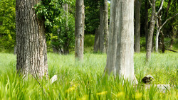 Tall trees with light-colored trunks standing in green grass and undergrowth