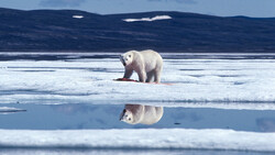 Polar Bears International: Can Photography Save the World?