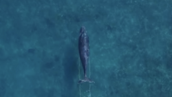 Aerial drone shot of a whale surfacing in deep blue ocean water
