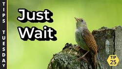 Graphic illustration of a wren perched on a moss-covered post against green background with motivational text overlay