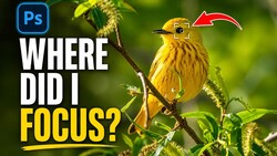 Screenshot of Photoshop tutorial showing yellow warbler perched on branch with focus point indicator