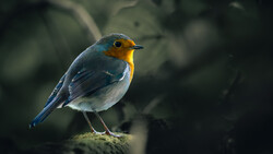 European robin perched on a moss-covered branch with blue plumage and orange-red breast