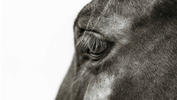 Close-up black and white portrait of a horse's head in profile