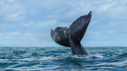 How Two Fluke Photos Revealed a Humpback Had Crossed the World