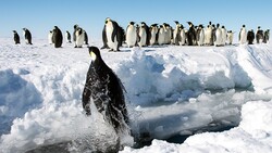 You Can Find Emperor Penguin Colonies From Space by Their Poop