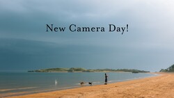 Person with dogs on sandy beach with calm water and distant island under overcast sky