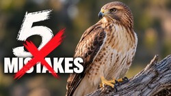 Red-tailed hawk perched on weathered driftwood beside bold white "5 MISTAKES" text with a red X over it.