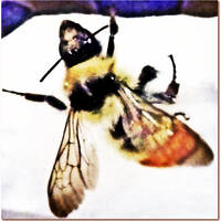 Profile picture for tricia montgomery