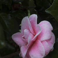 Profile picture for Rosetta Niven