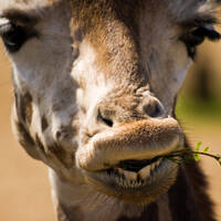 Profile picture for Anthony Karani